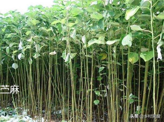 古代纺织的主要原料之一 浅谈苎麻在古代的重要性及种植与发展